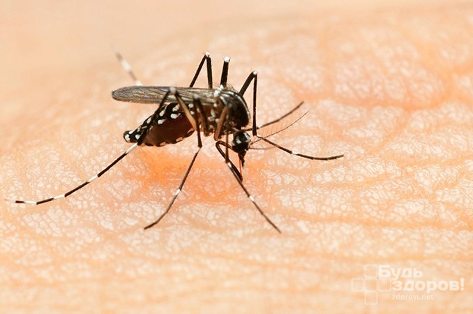 Переносчики лихорадки Денге - комары