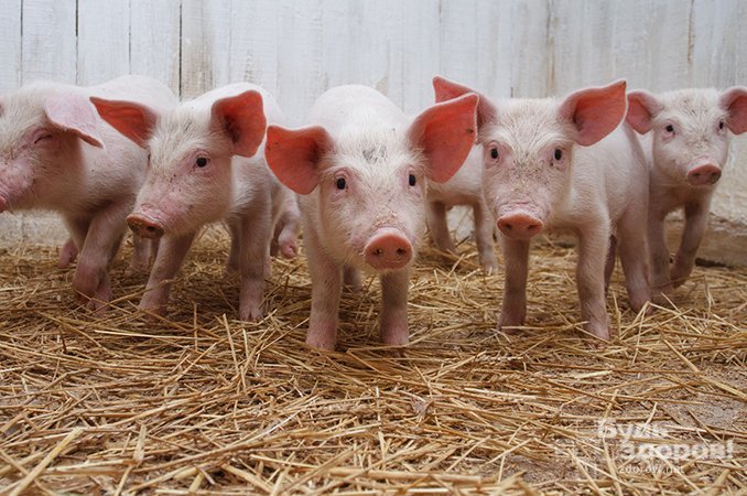 Свиньи - причина заболевания тениоза у людей