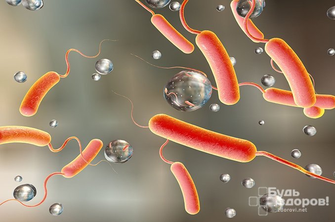 Холерные вибрионы Vibrio cholerae и Vibrio El Tor - возбудители холеры