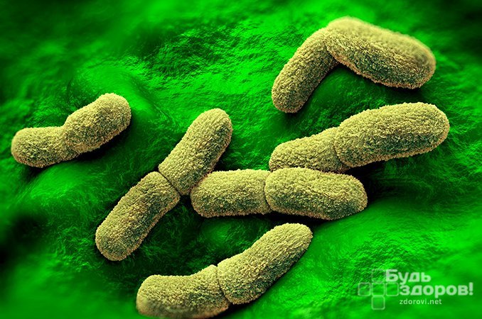 Бактерии иерсиниоза