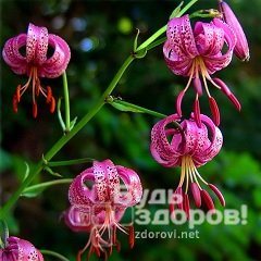 Лилия кудреватая - лекарственное растение