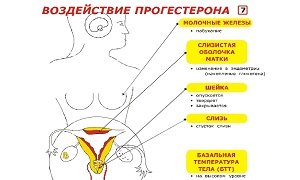 Причины и симптомы пониженного прогестерона у женщин