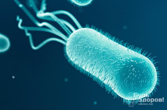 Возбудитель псевдотуберкулеза - бактерия иерсиния