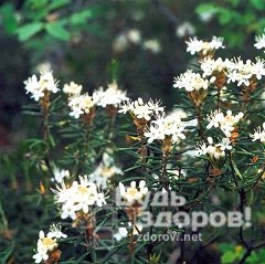 Масло багульника болотного применяют для лечения кашля