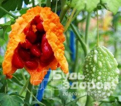 Момордика — экзотический плод ярко-оранжевого цвета