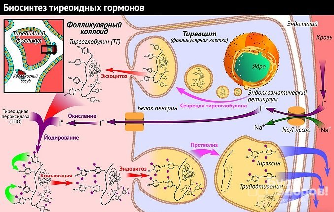 Схема биосинтеза тиреоидных гормонов