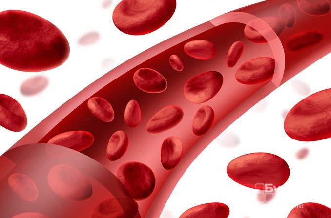 Повышенный уровень ангиотензина может привести к утолщению стенок кровеносных сосудов
