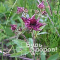 Сабельник болотный