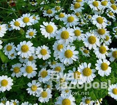 Ромашка лекарственная