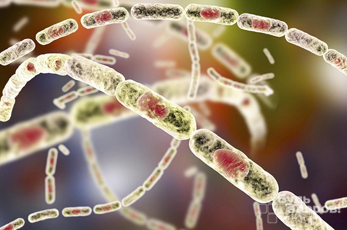 Бактерия Bacillа anthracis - возбудитель сибирской язвы