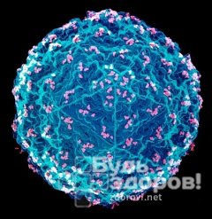 Вирус парагриппа - РНК-геномный вирус