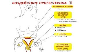 Причины и симптомы пониженного прогестерона у женщин