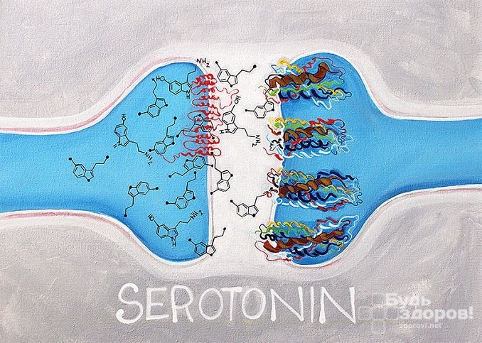 Серотонин – химический посредник передачи нервных импульсов в головном мозге