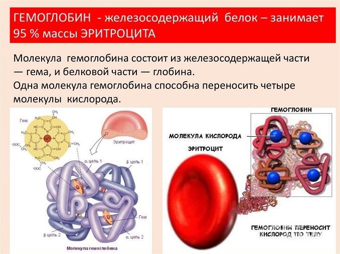 Гемоглобин является важным показателем анализа крови, поскольку он осуществляет транспорт кислорода к тканям