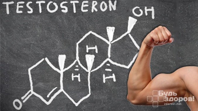 Тестостерон отвечает за половое созревание, а также за формирование мышц
