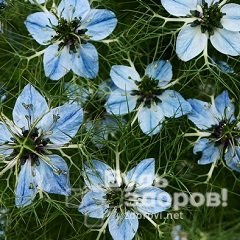 Тмин черный