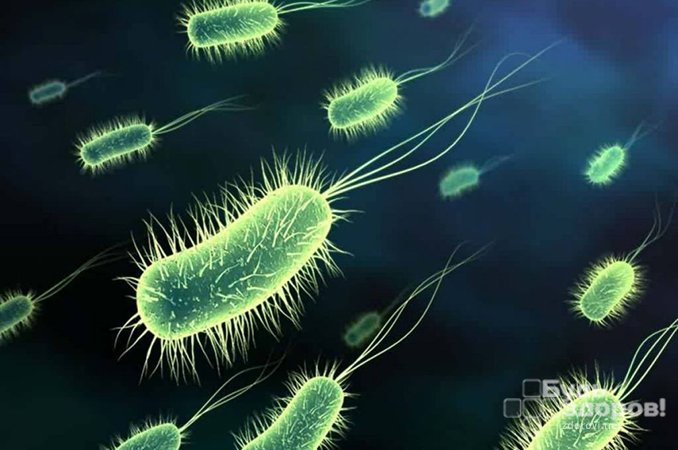 Бактерия Haemophilus Ducreyi - возбудитель мягкого шанкра