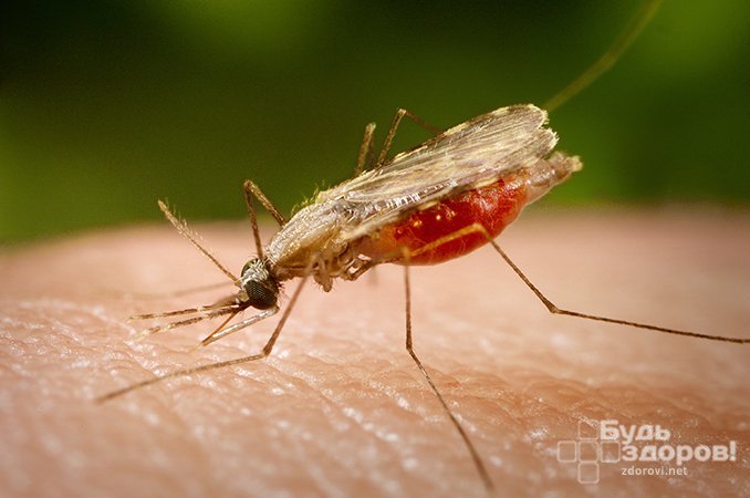 Самка комара рода Anopheles - переносчик малярии