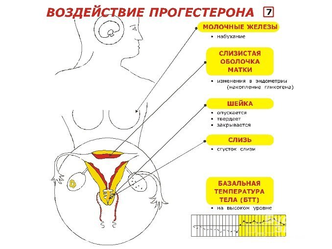 Прогестерон в женском организме отвечает за репродуктивную функцию