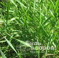 Пырей – многолетняя трава