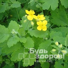 Чистотел большой