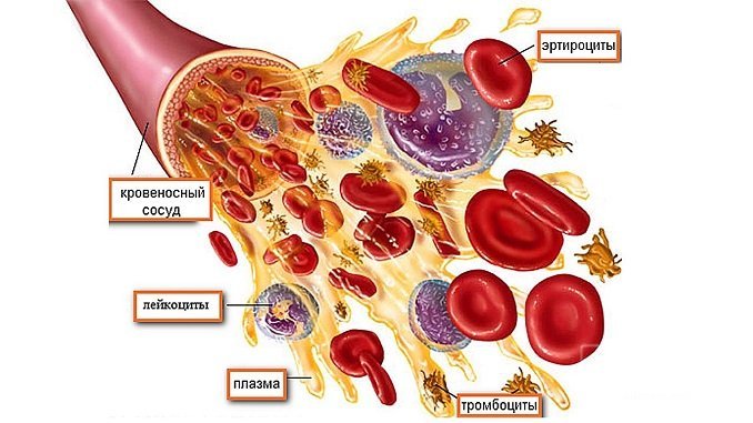 Кровь является особенной тканью организма, находящиеся в ней форменные элементы выполняют разные функции