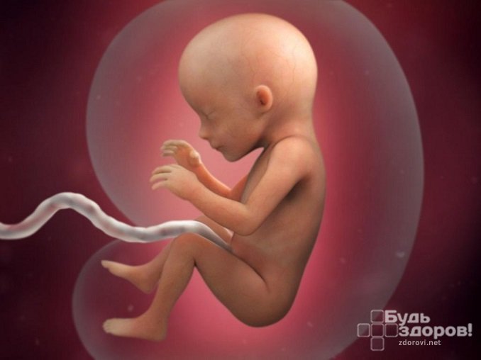 Во время беременности эстрадиол обеспечивает плод кислородом и питательными веществами
