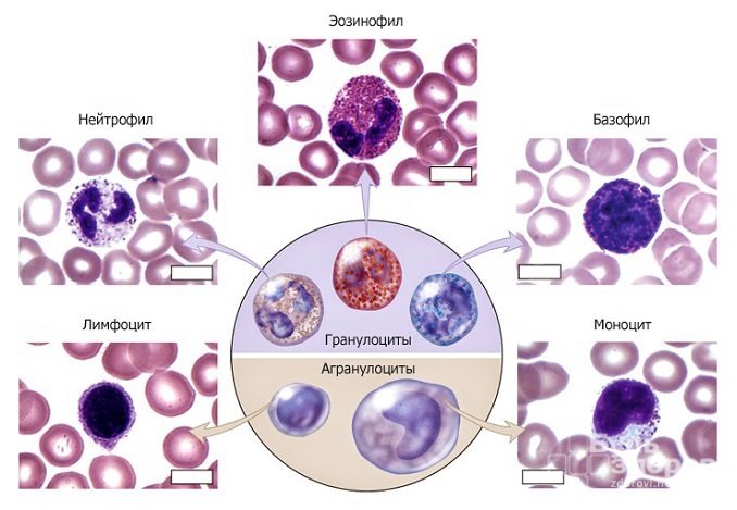 Выделяют пять типов лейкоцитов, выполняющих разные функции