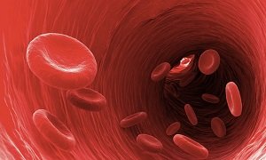 MCV в анализе крови: что это такое, норма у женщин и мужчин