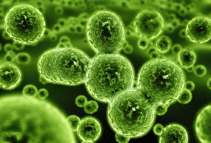 Хламидиоз у женщин – признаки, симптомы, лечение, последствия