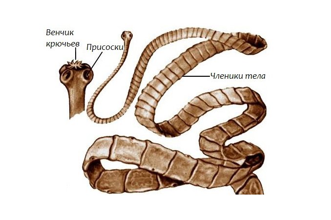 Дифиллоботриоз лечение бильтрицидом схема