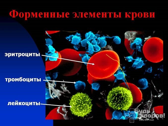 Цель исследования – изучение качественного и количественного состава форменных элементов крови