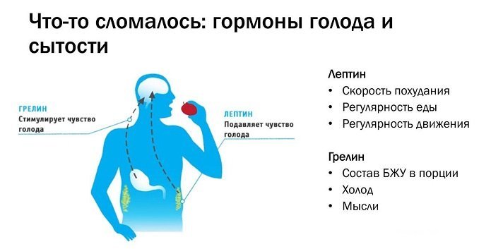 Уровень лептина зависит от качества сна
