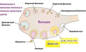 Прогестерон – что это такое, и как гормон влияет на организм